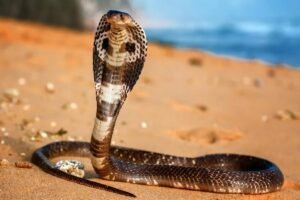Uma cobra rastejando pela areia da praia
