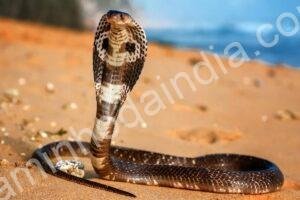 Uma cobra rastejando pela areia da praia