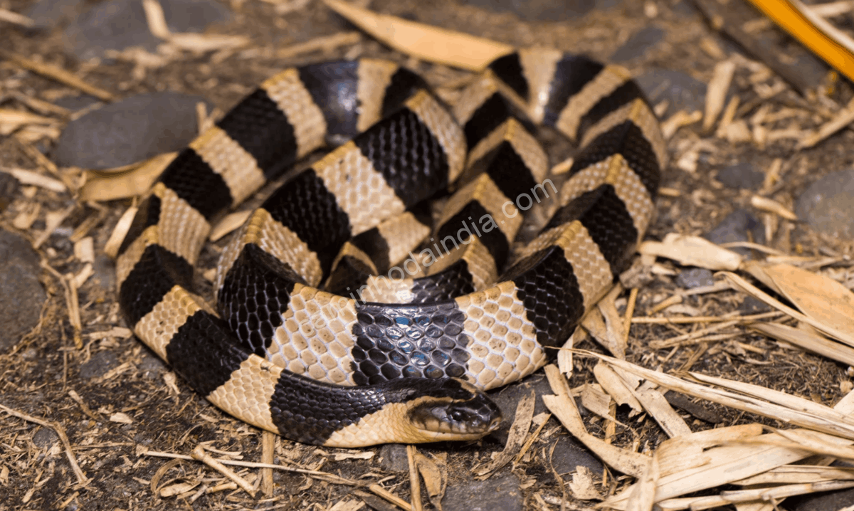 krait-comum-big-four-india-serpente-noturna Krait comum, uma das Big Four da Índia, serpente noturna altamente venenosa