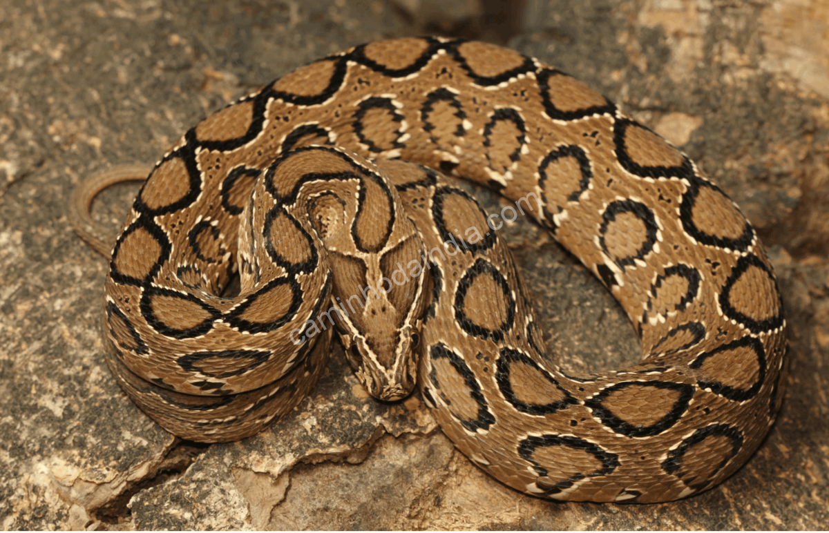 Víbora-de-Russell, uma das Big Four da Índia, importante para pesquisas médicas sobre coagulação sanguínea