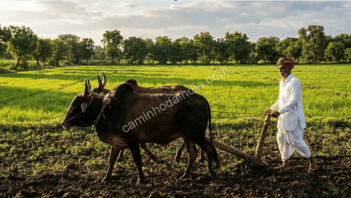 agricultor-arando-campo-com-bois-na-india Agricultor arando o campo com seus bois na Índia, método tradicional de cultivo