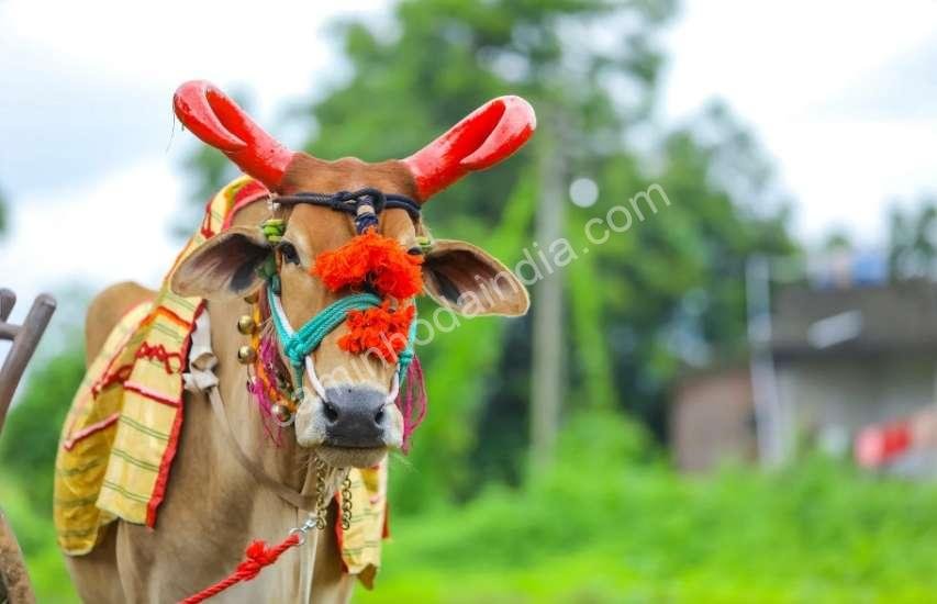 Vaca enfeitada para celebração tradicional na Índia, simbolizando devoção e espiritualidade.