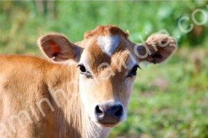 bezerro em uma aldeia indiana