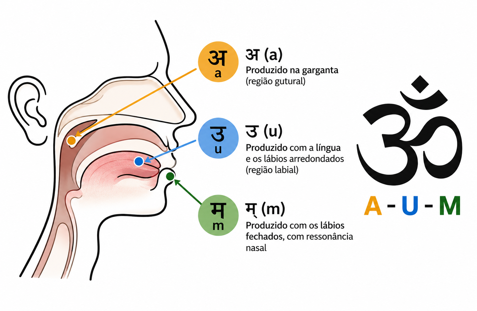 No sânscrito, cada som possui um ponto específico de articulação, garantindo precisão na pronúncia e no significado