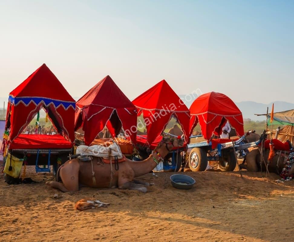 camelos-descansando-festival-pushkar Festival Pushkar Índia