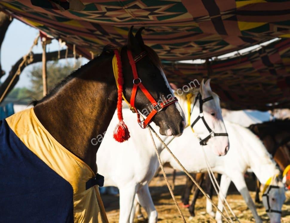 Cavalos abrigados em tendas temporárias no famoso Festival de Pushkar, uma celebração vibrante da cultura equestre de Rajasthan