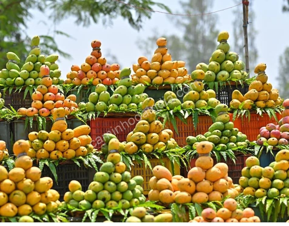 Diversos tipos de mangas à venda no mercado — exibindo a rica variedade e sabor das frutas tropicais da Índia