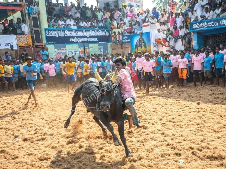 jallikattu-durante-pongal Cena vibrante do Jallikattu durante o Pongal, onde os participantes mostram coragem e tradição ao tentar domar o touro sagrado