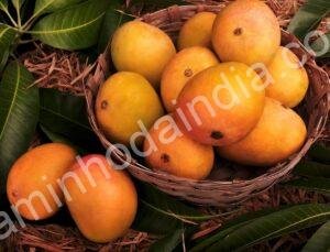 Mangas Alphonso frescas e maduras dispostas em uma cesta de palha