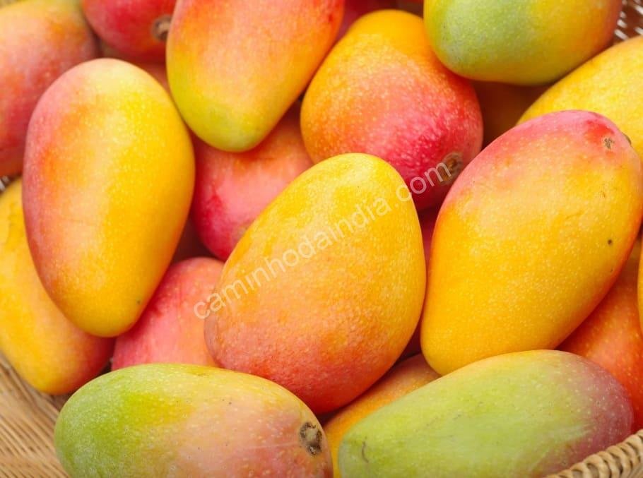 Mangas Dasheri maduras e suculentas dispostas sobre uma mesa de madeira