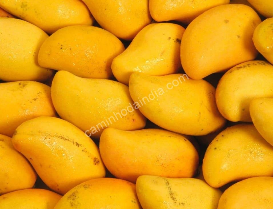 Mangas maduras e suculentas dispostas em uma cesta, prontas para serem usadas no preparo do aamras tradicional