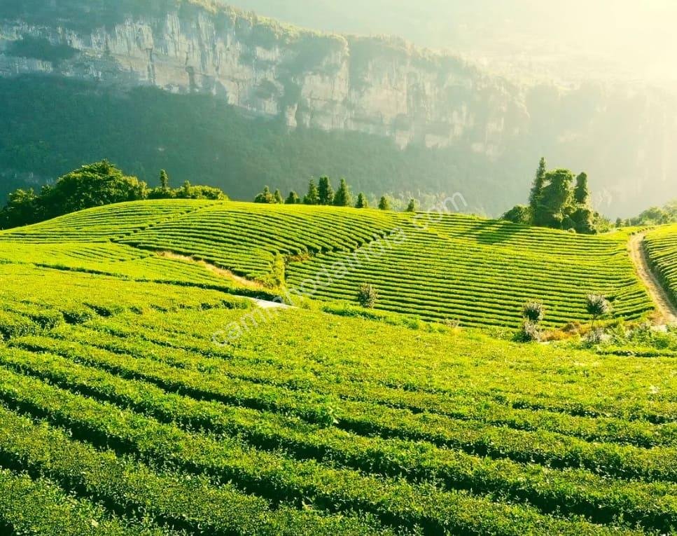 plantacao-de-cha-sul-da-india Plantação de chá no sul da Índia, com fileiras verdes ondulantes e colhedores trabalhando nos campos