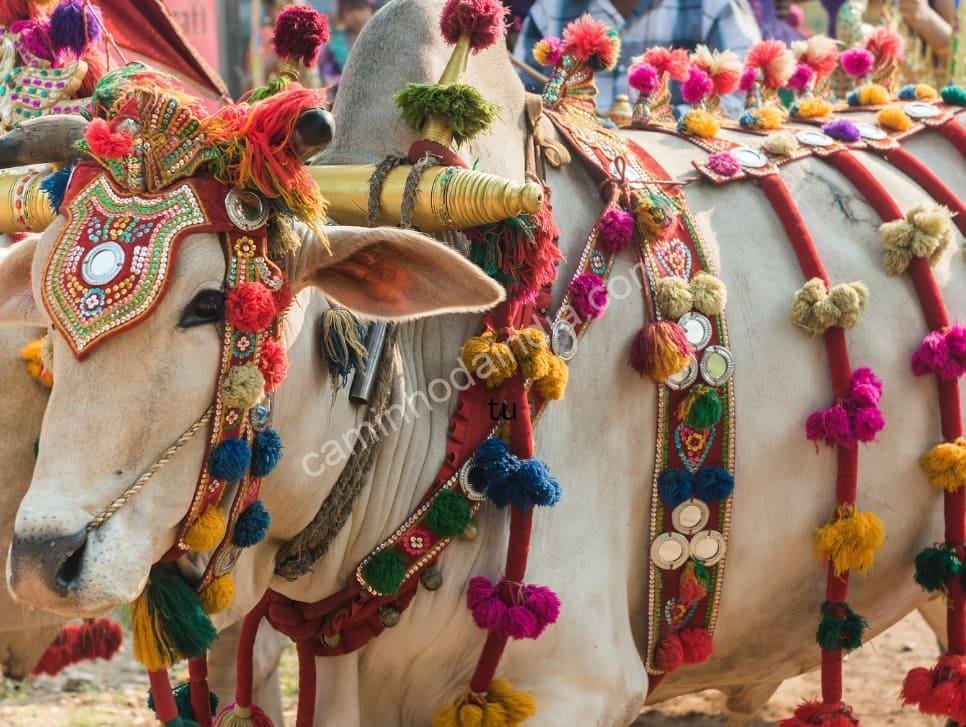 touro-decorado-durante-pongal Touro decorado com flores coloridas e tecidos tradicionais durante o festival Pongal no sul da Índia