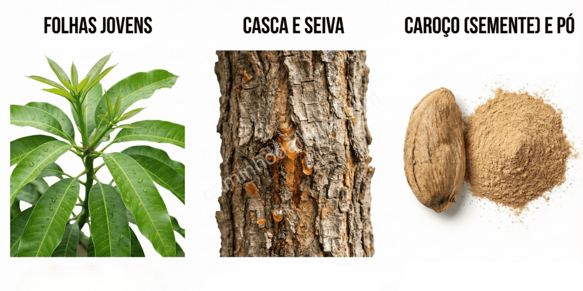 usos-tradicionais-mangueira-folhas-casca-semente