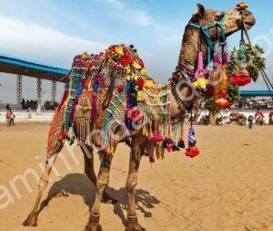 Camelo decorado com ornamentos coloridos durante o Festival de Pushkar, no deserto de Rajasthan, Índia
