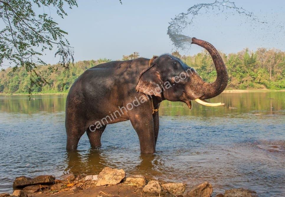 elefante-banho-verao-kerala Um elefante refrescando-se com um banho durante o verão em Kerala, cena típica das rotinas de cuidado dos mahouts