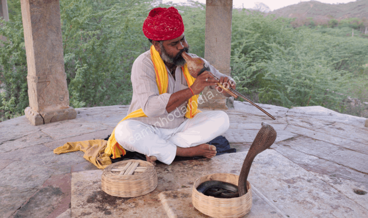 encantador-de-serpentes-tocando-pungi-india Encantador de serpentes tocando pungi diante de uma cobra durante apresentação tradicional