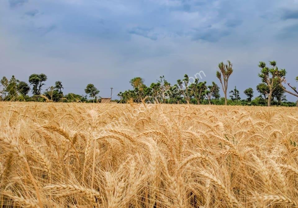 Plantação de trigo dourado no Punjab sob céu claro, mostrando a força da agricultura indiana