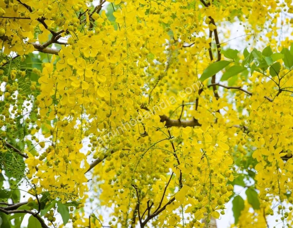A bela flor Konna, símbolo de prosperidade, floresce nas árvores marcando a chegada do festival Vishu em Kerala