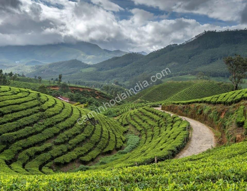 plantacao-de-cha-kerala As plantações de chá de Kerala, com suas colinas verdejantes e neblina suave, representam a tranquilidade e o encanto natural do sul da Índia